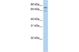 Western Blotting (WB) image for anti-Bromodomain Containing 4 (BRD4) antibody (ABIN2461848) (BRD4 Antikörper)