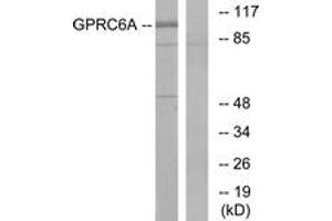Western blot analysis of extracts from Jurkat cells, using GPRC6A Antibody.