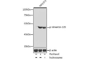 Western blot analysis of extracts of NIH/3T3 cells, using Phospho-Vimentin-S39 antibody (ABIN7271327) at 1:1000 dilution.