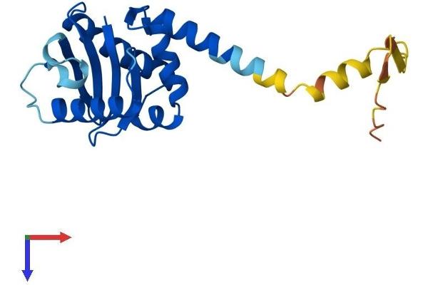 AP3S1 Protein (AA 1-193) (His tag)