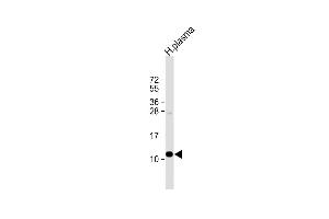 Anti-OA2 Antibody (Center) at 1:1000 dilution + human plasma lysate Lysates/proteins at 20 μg per lane. (APOA2 Antikörper  (AA 28-56))