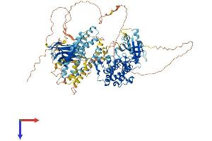 PKN2 Protein (AA 1-983) (His tag)