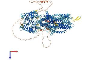 ABCC5 Protein (AA 1-1437) (His tag)