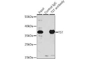 Immunoprecipitation (IP) image for anti-Thiosulfate Sulfurtransferase (Rhodanese) (TST) (AA 1-297) antibody (ABIN6149660)