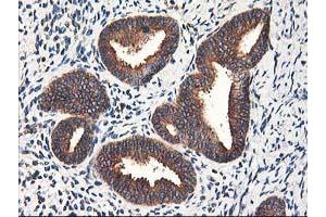 Image no. 11 for anti-Heme Oxygenase (Decycling) 2 (HMOX2) antibody (ABIN1498691) (HMOX2 Antikörper)