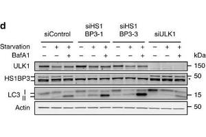 HS1BP3 is a negative regulator of autophagy. (HS1BP3 Antikörper  (C-Term))