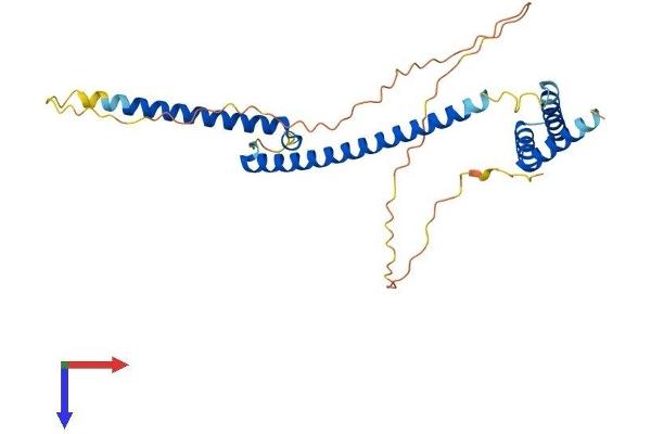 MLX Protein (AA 1-298) (His tag)