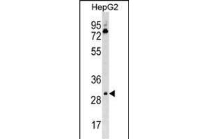 Mouse Cdk6 Antibody (C-term) (ABIN1537046 and ABIN2850396) western blot analysis in HepG2 cell line lysates (35 μg/lane). (CDK6 Antikörper  (C-Term))
