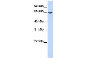 EHD4 antibody used at 1 ug/ml to detect target protein. (EHD4 Antikörper  (Middle Region))