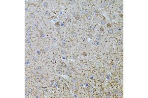 Immunohistochemistry of paraffin-embedded mouse brain using TEFM antibody (ABIN5974873) at dilution of 1/100 (40x lens). (TEFM Antikörper)
