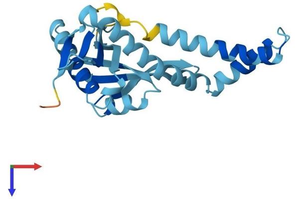 NAT14 Protein (AA 1-206) (His tag)
