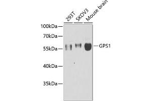 Western blot analysis of extracts of various cell lines, using GPS1 antibody (ABIN6127934, ABIN6141361, ABIN6141362 and ABIN6222653) at 1:1000 dilution. (GPS1 Antikörper  (AA 258-527))