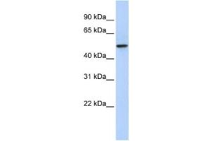 Western Blotting (WB) image for anti-PDZ Domain Containing 1 (PDZK1) antibody (ABIN2458589)