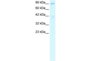 Western Blotting (WB) image for anti-Chromosome 20 Open Reading Frame 194 (C20orf194) antibody (ABIN2460292) (C20orf194 Antikörper)