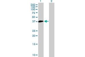 Western Blot analysis of SUV39H2 expression in transfected 293T cell line by SUV39H2 MaxPab polyclonal antibody. (SUV39H2 Antikörper  (AA 1-350))