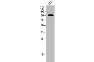 Western Blotting (WB) image for anti-Solute Carrier Family 28 (Sodium-Coupled Nucleoside Transporter), Member 2 (SLC28A2) (Internal Region) antibody (ABIN7186363)