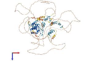 Basonuclin 1 Protein (BNC1) (AA 1-961) (His tag)
