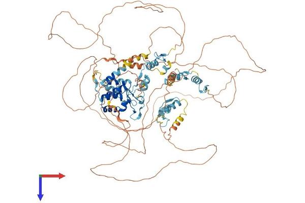 Basonuclin 1 Protein (BNC1) (AA 1-961) (His tag)