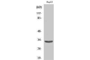 Western Blotting (WB) image for anti-Solute Carrier Family 25 (Mitochondrial Carrier, Adenine Nucleotide Translocator), Member 6 (SLC25A6) (Internal Region) antibody (ABIN3183293)