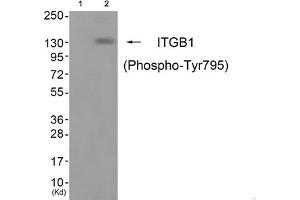 Western blot analysis of extracts from cos-7 cells (Lane 2), using ITGB1 (Phospho-Tyr795) Antibody. (ITGB1 Antikörper  (pTyr795))