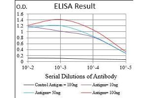 Black line: Control Antigen (100 ng), Purple line: Antigen(10 ng), Blue line: Antigen (50 ng), Red line: Antigen (100 ng), (SERPINA7 Antikörper  (AA 168-302))