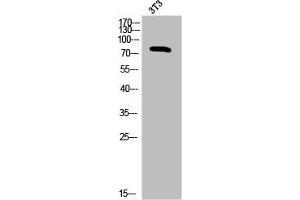 Western Blot analysis of 3T3 cells using Phospho-PKC α (T638) Polyclonal Antibody