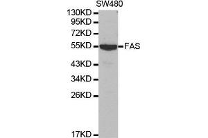 Western blot analysis of extracts of SW480 cell lines, using FAS antibody. (FAS Antikörper  (AA 150-250))
