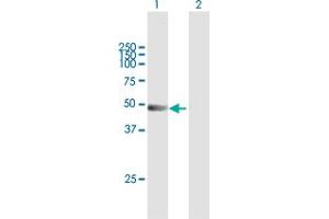 Western Blot analysis of TRIM21 expression in transfected 293T cell line by TRIM21 MaxPab polyclonal antibody. (TRIM21 Antikörper  (AA 1-475))