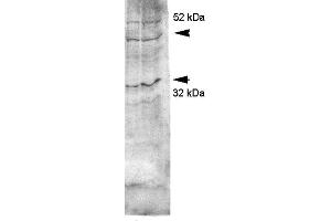 Western blot analysis of Rat kidney inner medullary homogenates showing detection of Aquaporin 4 protein using Rabbit Anti-Aquaporin 4 Polyclonal Antibody . (Aquaporin 4 Antikörper  (C-Term) (PerCP))