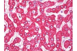 Anti-THEM2 / ACOT13 antibody IHC of human liver.