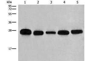 Western blot analysis of 293T A549 Hela K562 and HEPG2 cell lysates using GATD3B Polyclonal Antibody at dilution of 1:400 (C21orf33 Antikörper)