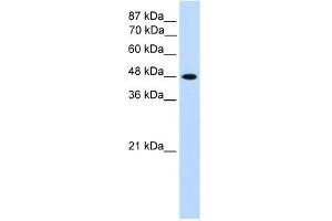 WB Suggested Anti-TFAP2C Antibody Titration:  1. (TFAP2C Antikörper  (N-Term))
