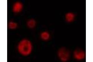 ABIN6274362 staining 293 cells by IF/ICC. (CDK10 Antikörper  (N-Term))