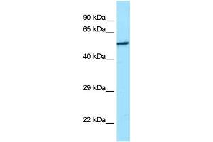WB Suggested Anti-SRMS Antibody Titration: 1. (SRMS Antikörper  (C-Term))