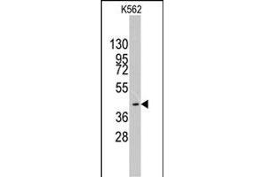 Western blot analysis of MYST1 polyclonal antibody  in K-562 cell line lysates (35 ug/lane). (MYST1 Antikörper  (AA 417-446))