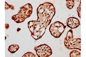 IHC image of ABIN7157587 diluted at 1:400 and staining in paraffin-embedded human placenta tissue performed on a Leica BondTM system. (KIF13A Antikörper  (AA 1383-1537))