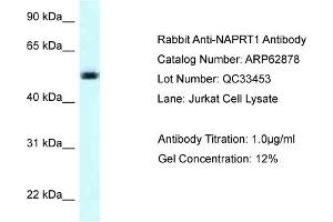 Western Blotting (WB) image for anti-Nicotinate phosphoribosyltransferase (NAPRT) (C-Term) antibody (ABIN971224) (NAPRT1 Antikörper  (C-Term))