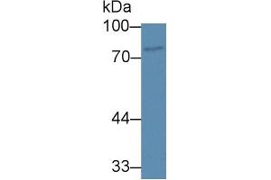 Western Blot; Sample: Human Jurkat cell lysate; Primary Ab: 1µg/ml Rabbit Anti-Human ABCB8 Antibody Second Ab: 0. (ABCB8 Antikörper  (AA 472-735))