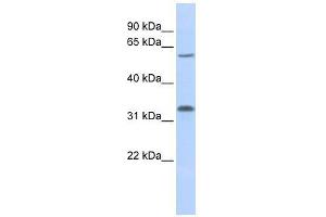 LOC202759 antibody used at 1. (LOC202759 (Middle Region) Antikörper)