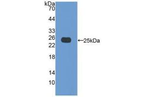 Western blot analysis of recombinant Pig Bax. (BAX Antikörper  (AA 1-192))