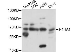 Western blot analysis of extracts of various cell lines, using P4HA1 antibody. (P4HA1 Antikörper)