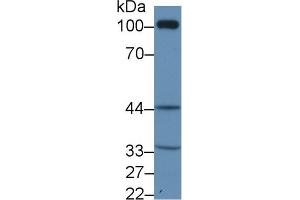 Western Blot; Sample: Rat Kidney lysate; Primary Ab: 1µg/ml Rabbit Anti-Human TP Antibody Second Ab: 0.