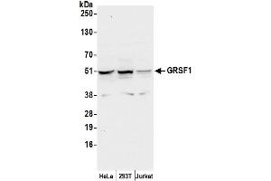 Western Blotting (WB) image for anti-G-Rich RNA Sequence Binding Factor 1 (GRSF1) (AA 325-375) antibody (ABIN7450305)