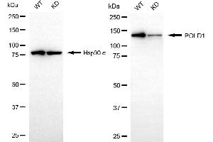 Western blotting analysis using POLD1 antibody (ABIN7799876). (Rekombinanter POLD1 Antikörper)