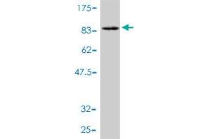 Western Blot detection against Immunogen (87. (Phosphoglucomutase 1 Antikörper  (AA 1-562))