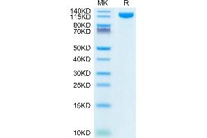 ACE2 Protein (AA 18-740) (Fc Tag)