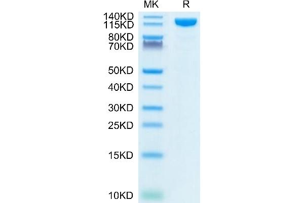 ACE2 Protein (AA 18-740) (Fc Tag)