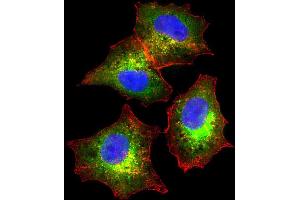 Immunofluorescent analysis of 4 % paraformaldehyde-fixed, 0.