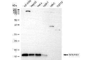 Western blotting analysis using NDUFA1 antibody (ABIN7799541).