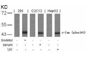 Image no. 1 for anti-Jun Proto-Oncogene (JUN) (pSer243) antibody (ABIN196654) (C-JUN Antikörper  (pSer243))